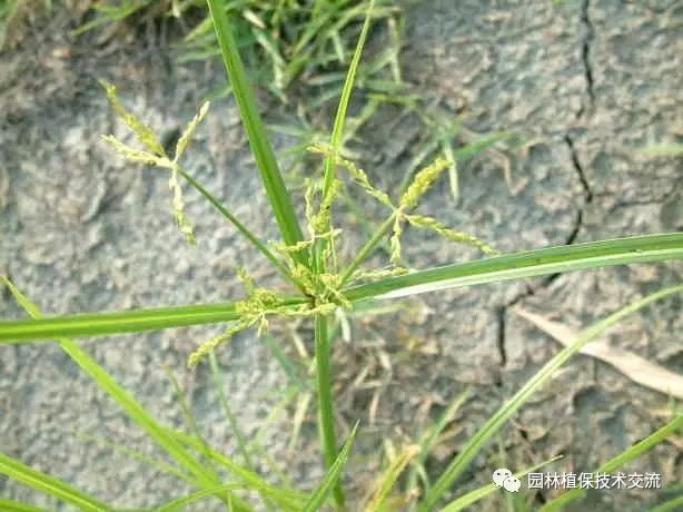 能有效防除馬唐,稗草,狗尾草,牛筋草,早熟禾,看麥娘等禾本科雜草和