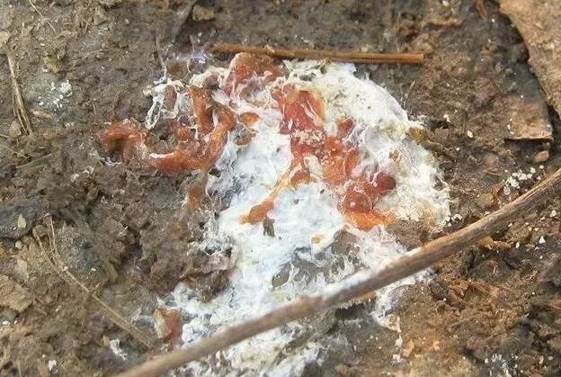 球虫，还是球虫，令人头疼的球虫病最佳中药配方和特效药