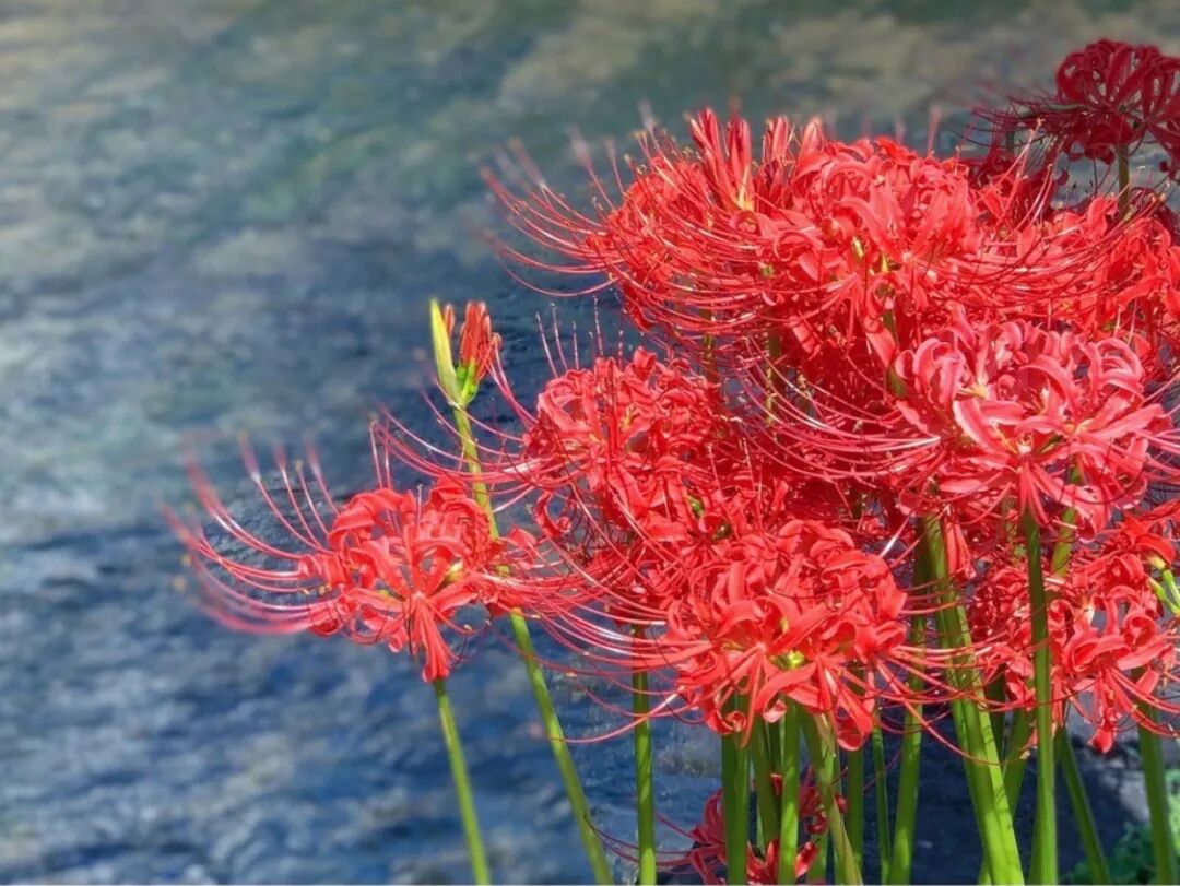 日本赏花8大地点盘点 冥界路上的血色之花 彼岸花 第六感精品别墅和公寓短租平台 微信公众号文章阅读 Wemp