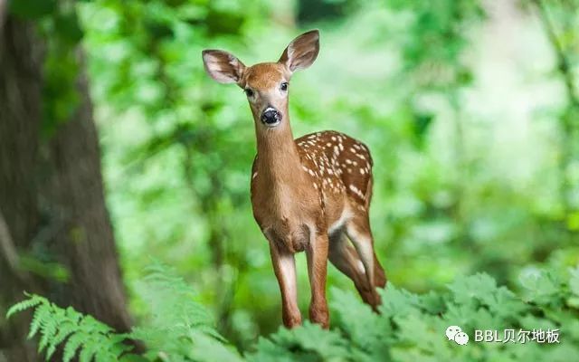 楓林木地板_地熱地板百木世佳_木格子地板
