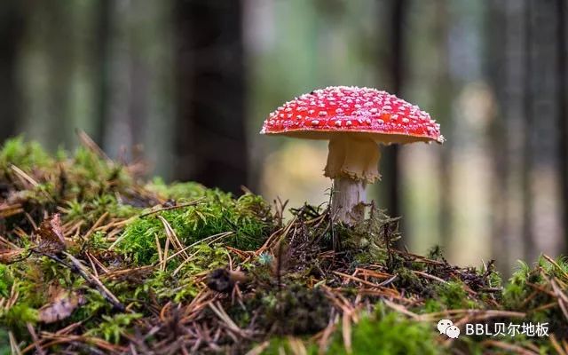 楓林木地板_木格子地板_地熱地板百木世佳