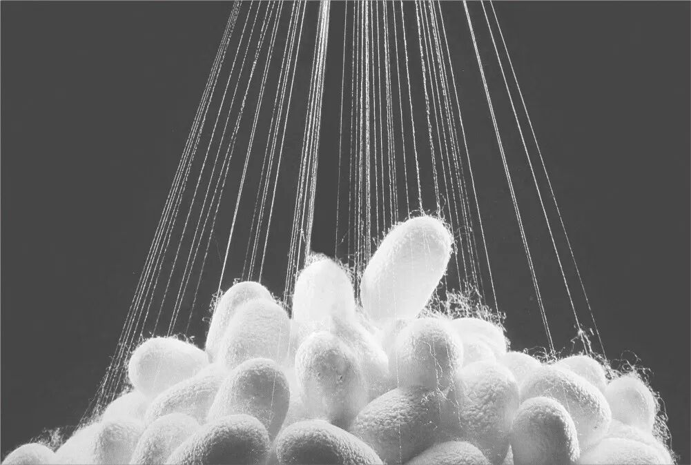 蚕丝被约用19000-21000只蚕茧0536道工序全手工拉丝从取丝到整理再到