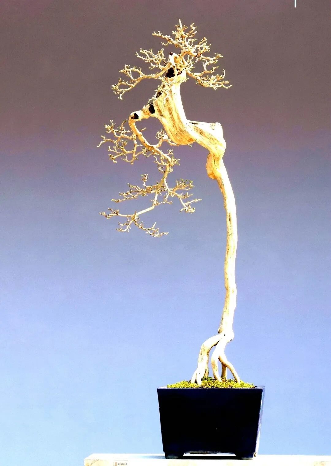 作品:兴趣盎然作者:胡力毅树种:九里香荣誉:2021中国盆景名城顺德第三