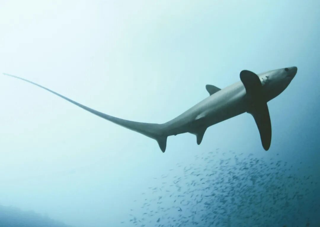 Malapascua Thresher Shark-Jun V. Lao.jpg