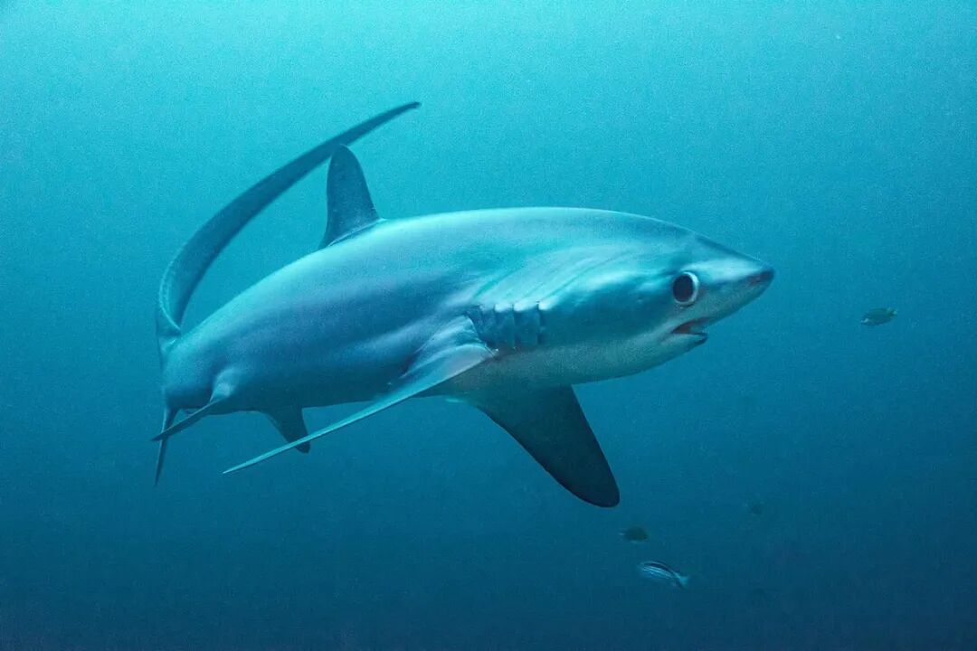 Pelagic-Thresher-Shark-100.jpg