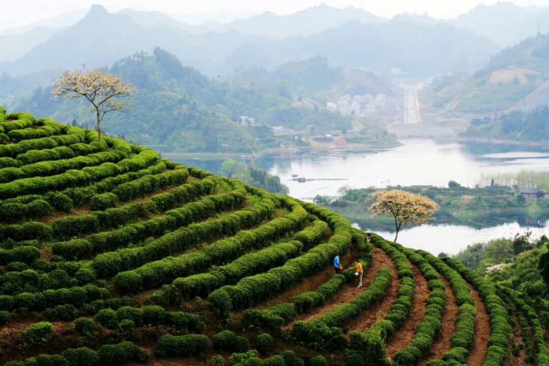 春茶骏眉中国产区有多美点此饱览中华峻美山水