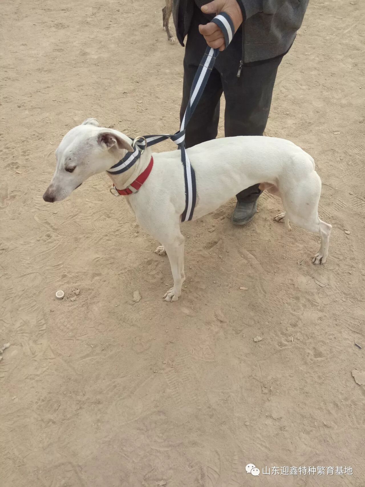 小格力犬价格 格力幼犬多少钱一条