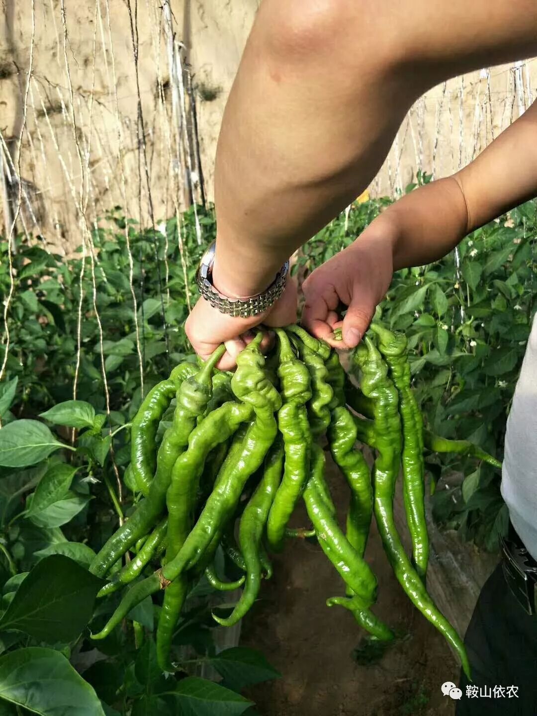 37---94 依农螺丝椒