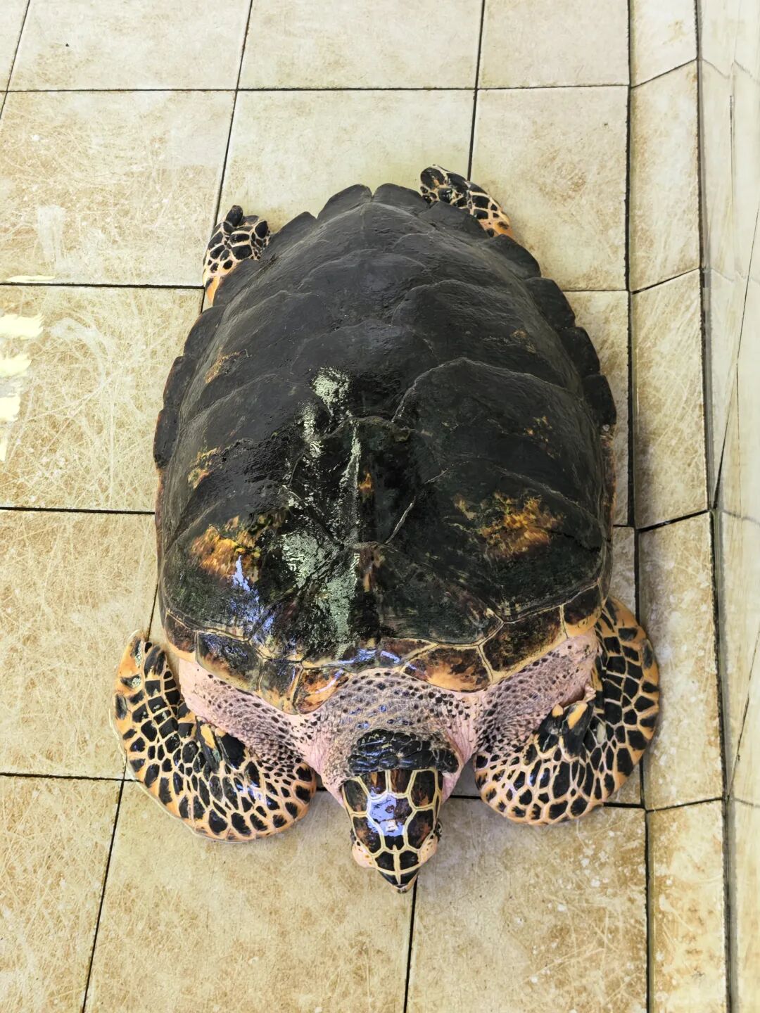 ͼƬ