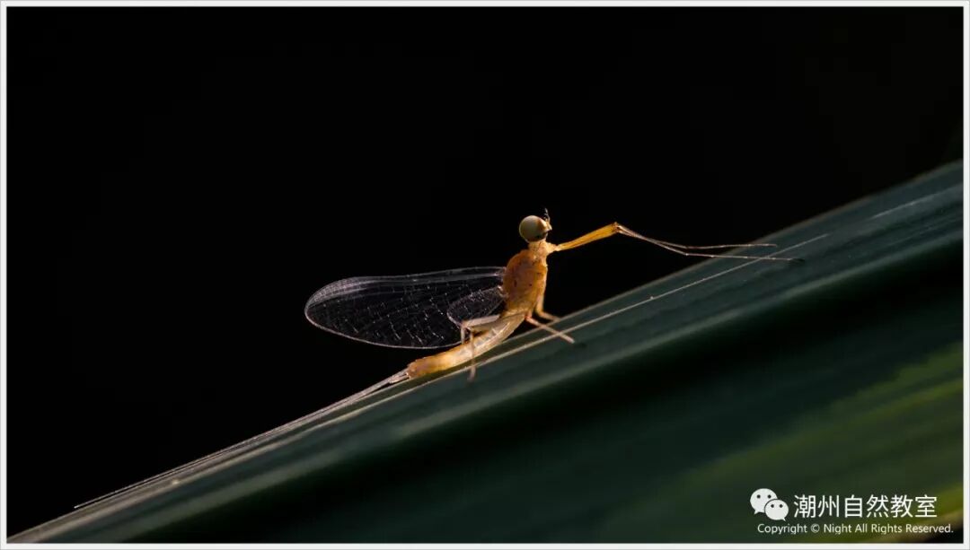 蜉蝣通常比喻什么人_蜉蝣形容人_比喻人和蜉蝣的句子