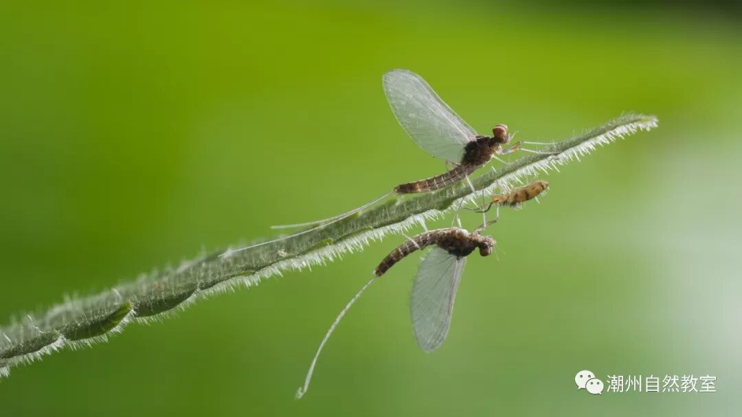 比喻人和蜉蝣的句子_蜉蝣形容人_蜉蝣通常比喻什么人