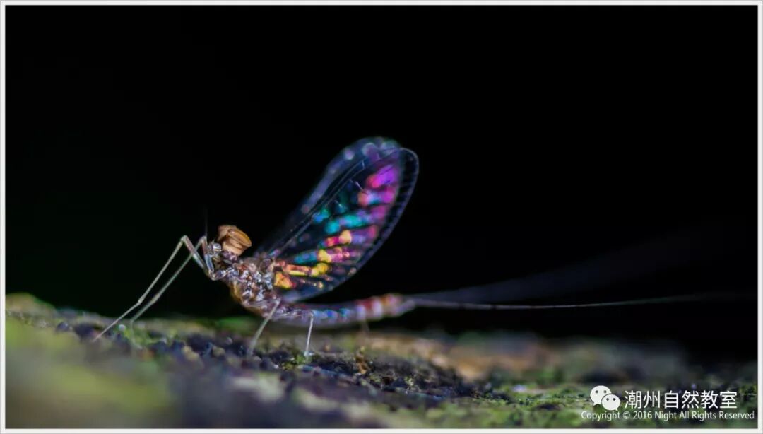 蜉蝣通常比喻什么人_比喻人和蜉蝣的句子_蜉蝣形容人