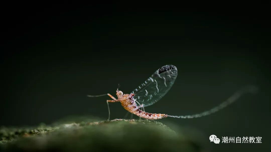 蜉蝣形容人_蜉蝣通常比喻什么人_比喻人和蜉蝣的句子