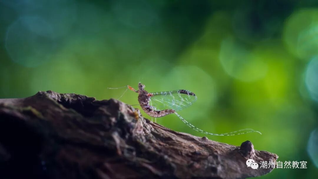 蜉蝣通常比喻什么人_比喻人和蜉蝣的句子_蜉蝣形容人