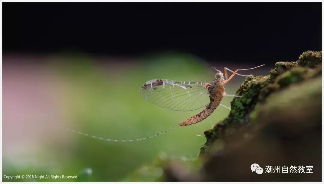 蜉蝣通常比喻什么人_比喻人和蜉蝣的句子_蜉蝣形容人