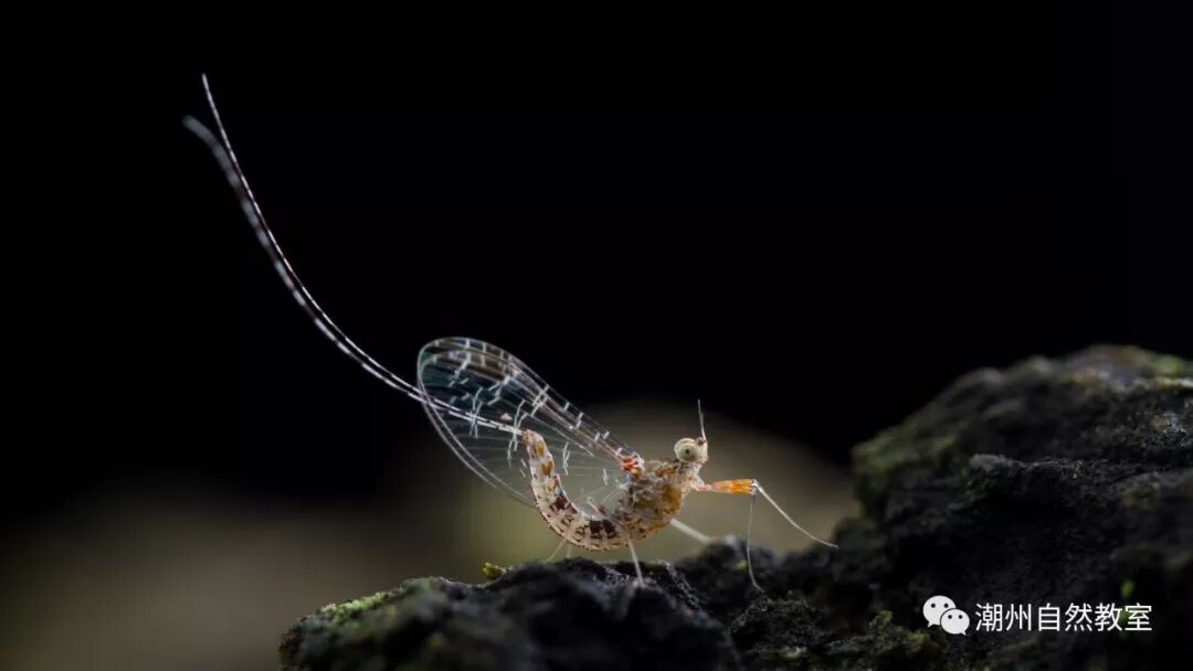 蜉蝣通常比喻什么人 【潮州昆虫日志】浮生一日，蜉蝣一生