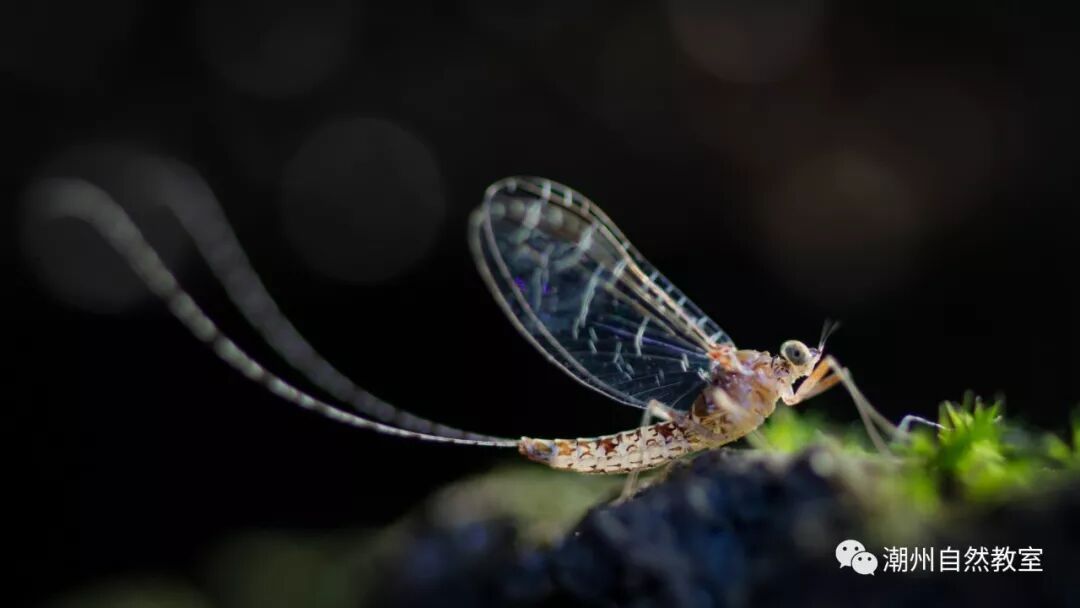 比喻人和蜉蝣的句子_蜉蝣通常比喻什么人_蜉蝣形容人
