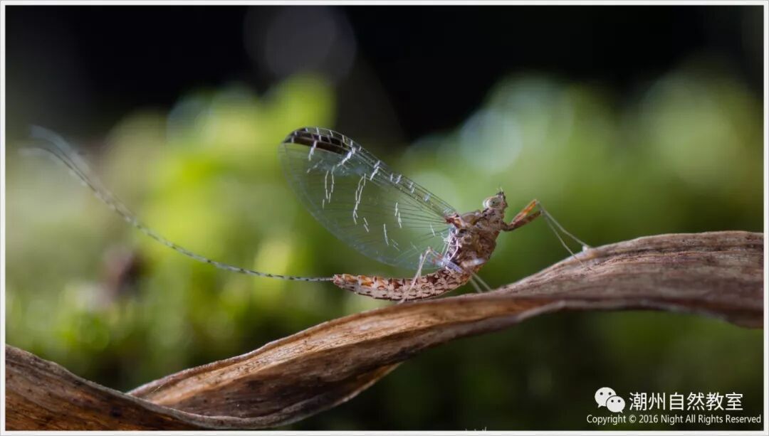 蜉蝣形容人_蜉蝣通常比喻什么人_比喻人和蜉蝣的句子