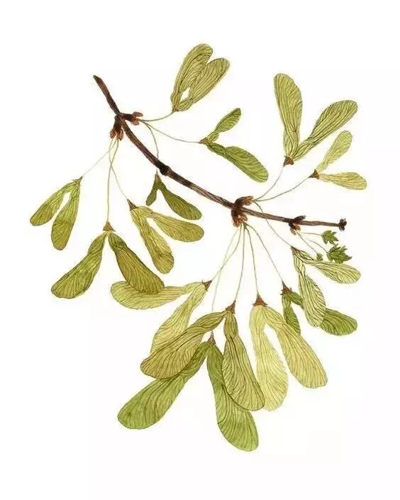 福利清新水彩叶子最全合辑