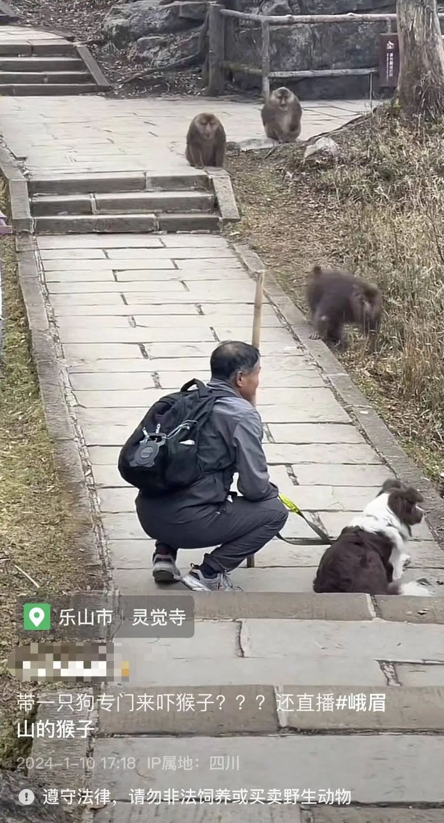 男子牵狗上峨眉山直播挑衅猴群？景区回应