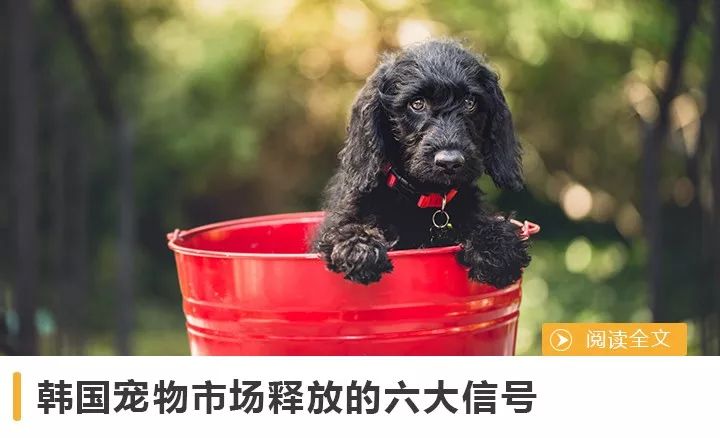 寵業簡報 | 鄭州去年犬只管理工作成績出爐；溫州洞頭開展流浪犬整治專項行動 未分類 第8張