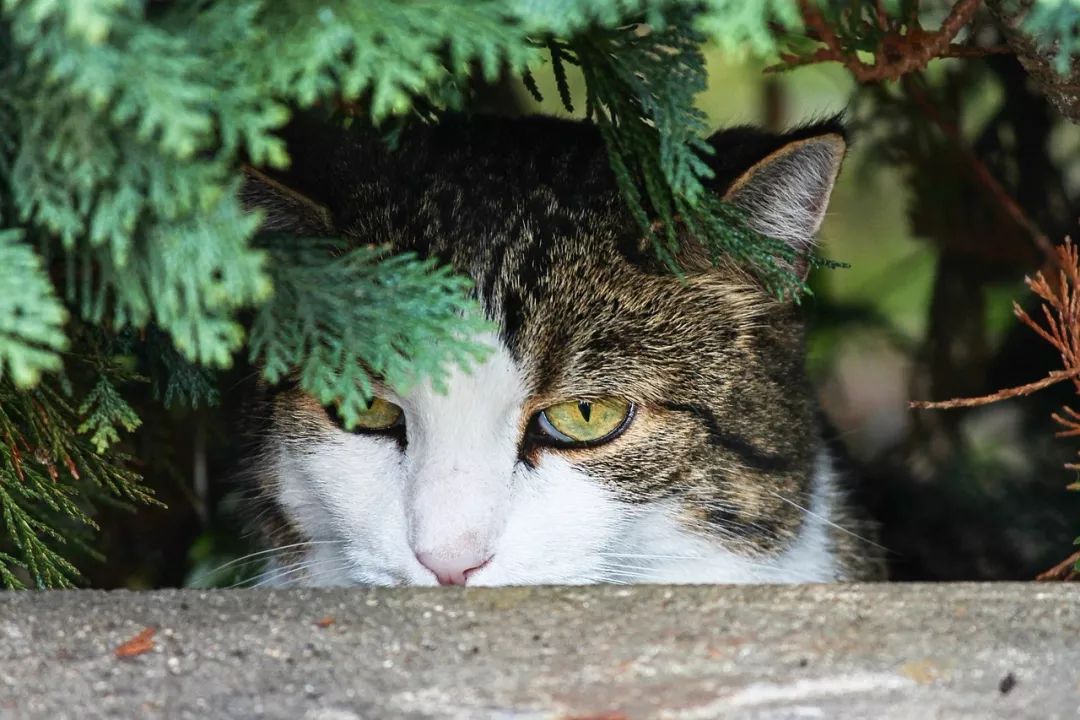 美國兩大線下寵物零售巨頭PetSmart和Petco最近在搞什麼？ 萌寵 第2張