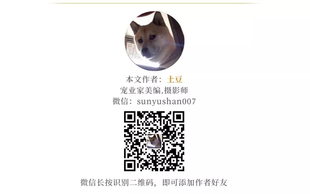 寵業簡報 | 鄭州去年犬只管理工作成績出爐；溫州洞頭開展流浪犬整治專項行動 未分類 第5張