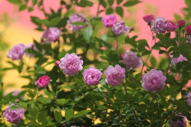 科普 蔷薇是玫瑰吗 风小尚 微信公众号文章阅读 Wemp