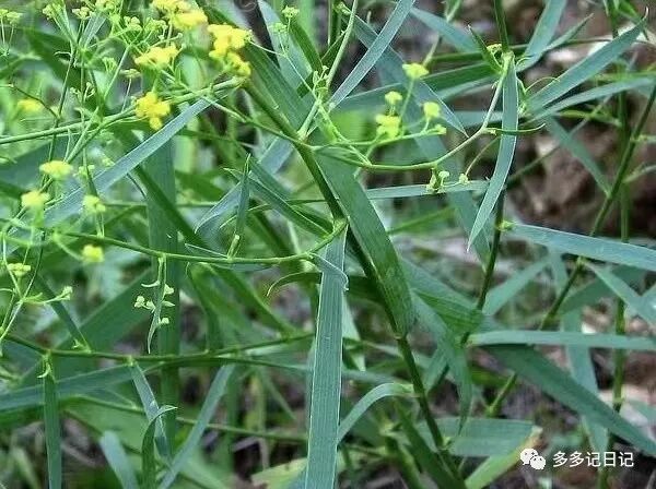 多多记日记：小柴胡