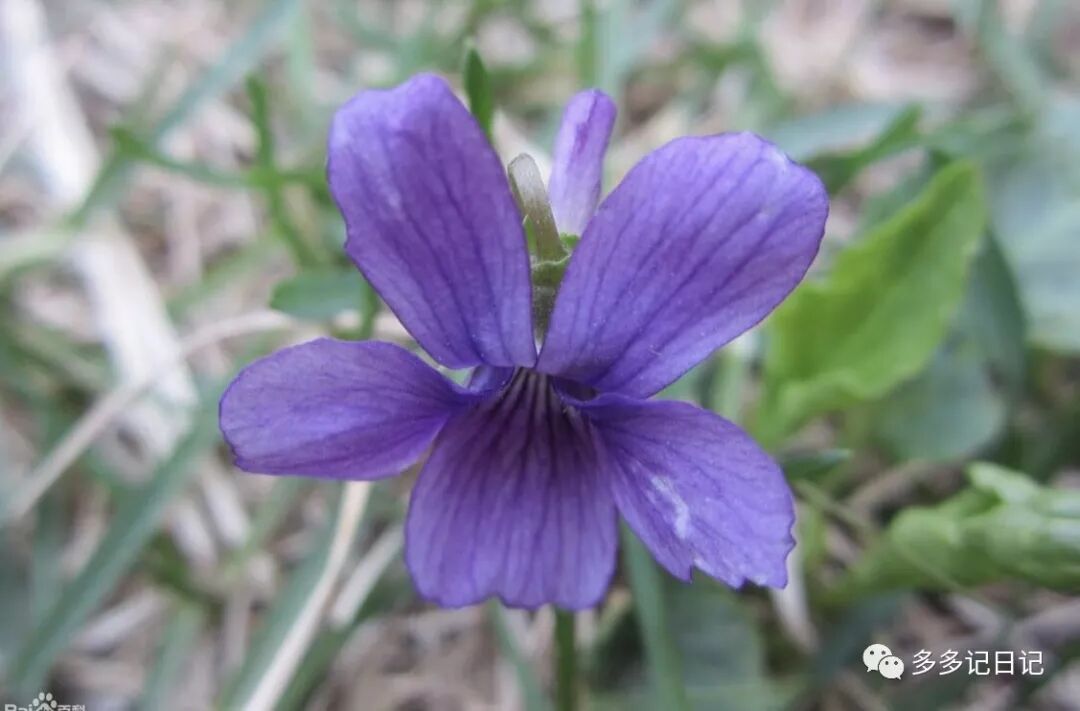 多多记日记 紫花地丁 多多记日记 微信公众号文章阅读 Wemp