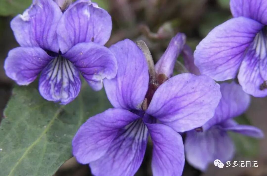 多多记日记 紫花地丁 多多记日记 微信公众号文章阅读 Wemp