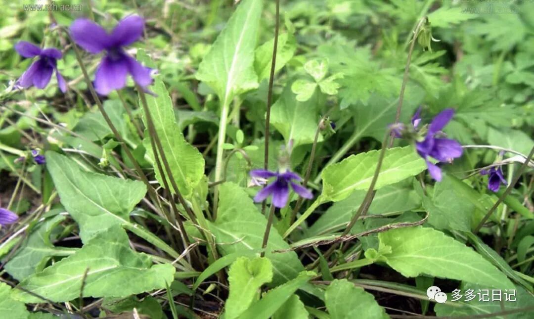 多多记日记 紫花地丁 多多记日记 微信公众号文章阅读 Wemp