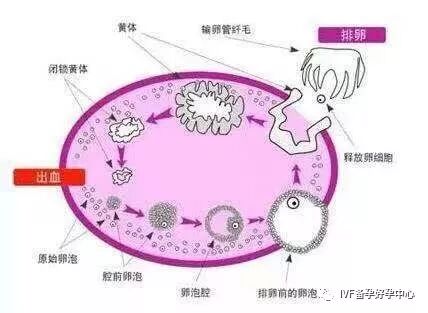 排卵试纸强阳后多久排卵 Ivf备孕好孕中心 微信公众号文章阅读 Wemp