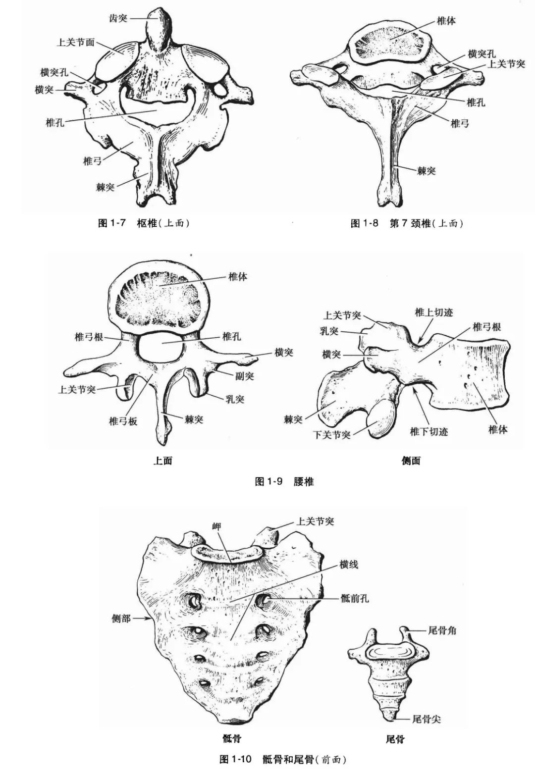 系统解剖学之骨学2 栀子白衣 微信公众号文章阅读 Wemp