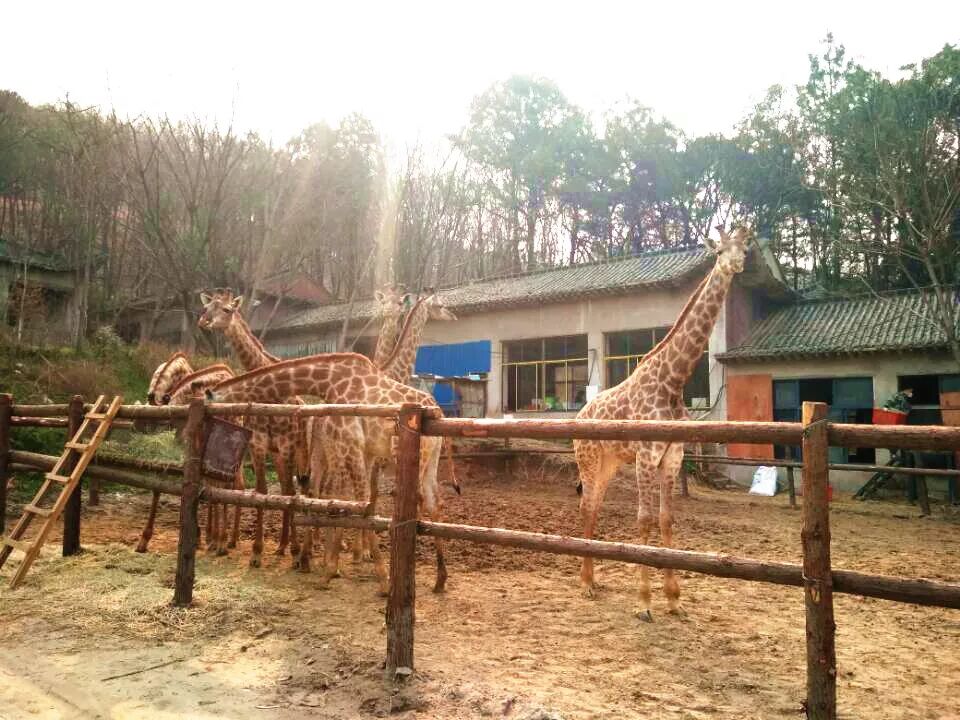 重磅！武汉蔡甸野生动物王国10月开园啦！以后家门口看大熊猫，金丝猴……