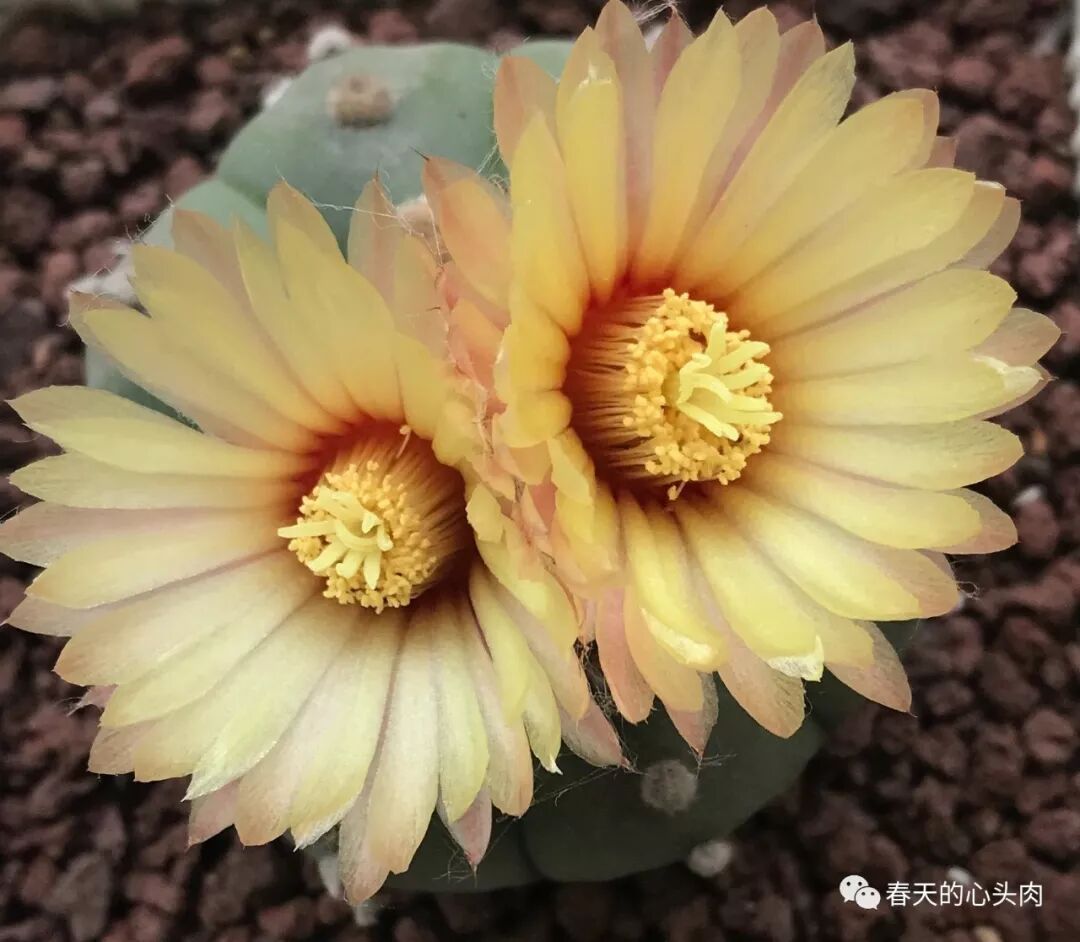 琉璃兜花开并蒂 春天的心头肉 微信公众号文章阅读 Wemp