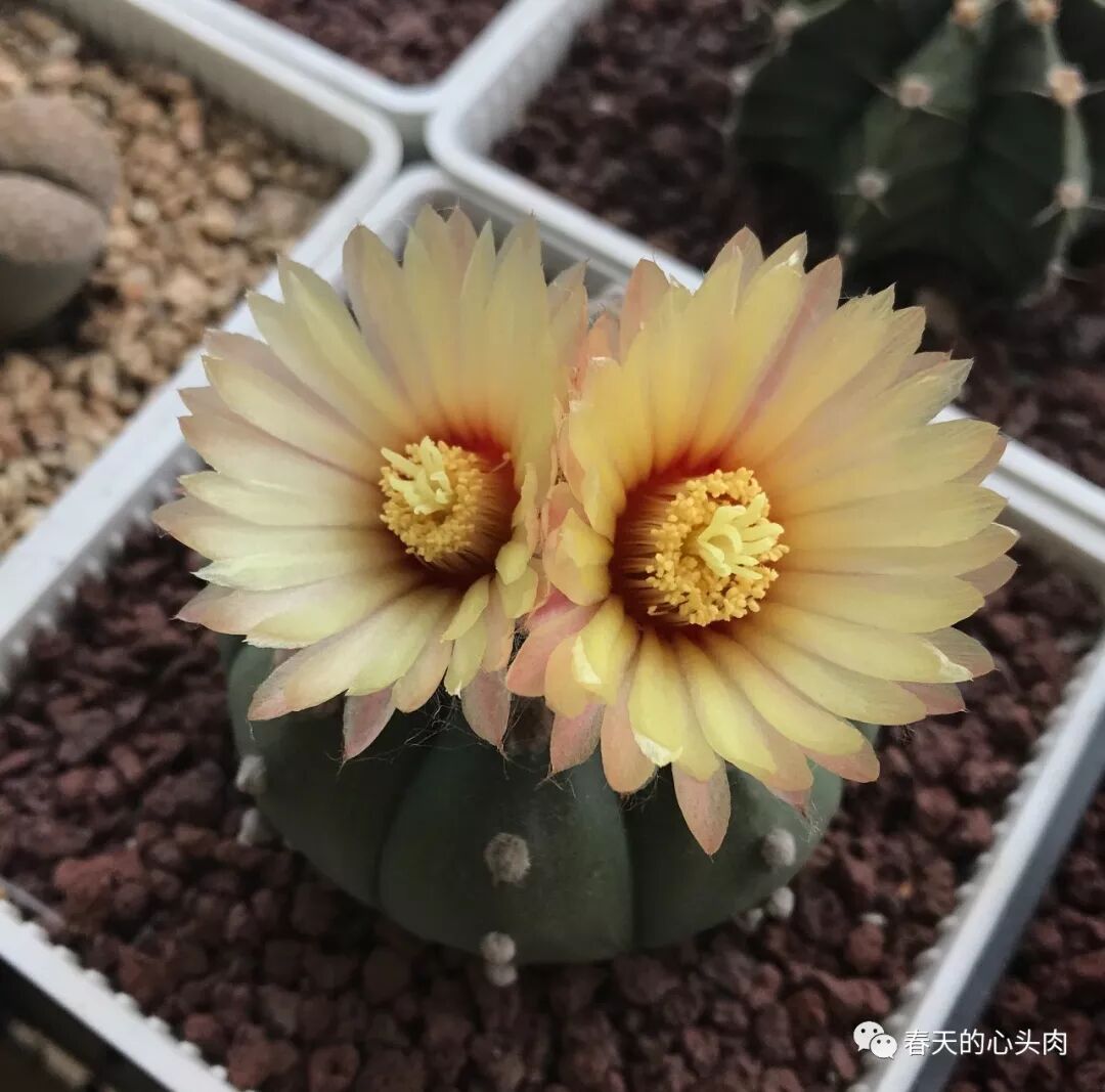 琉璃兜花开并蒂 春天的心头肉 微信公众号文章阅读 Wemp