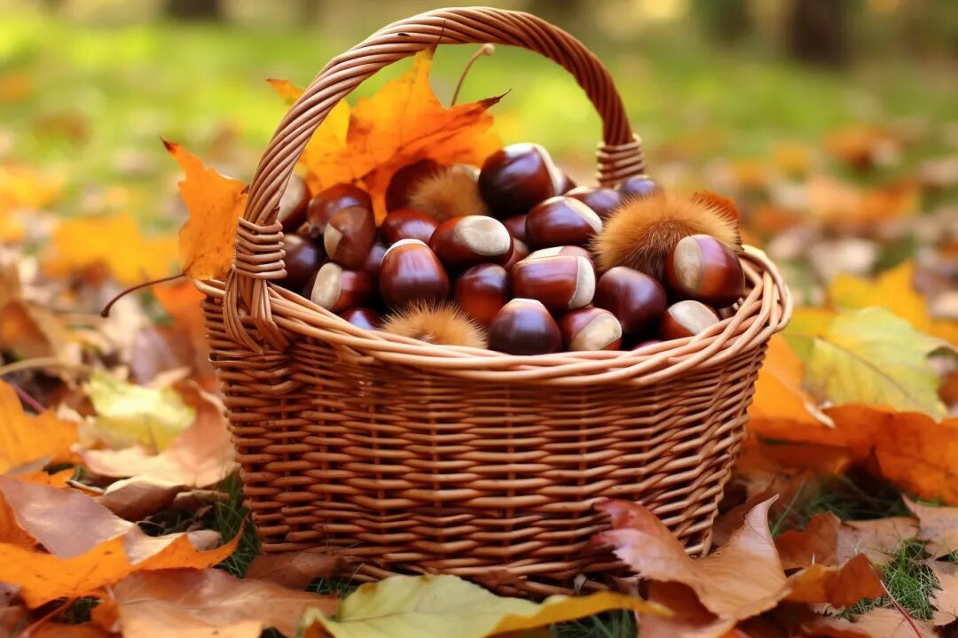攝圖網(wǎng)_600232210_籃子里新鮮的栗子（企業(yè)商用）.jpg