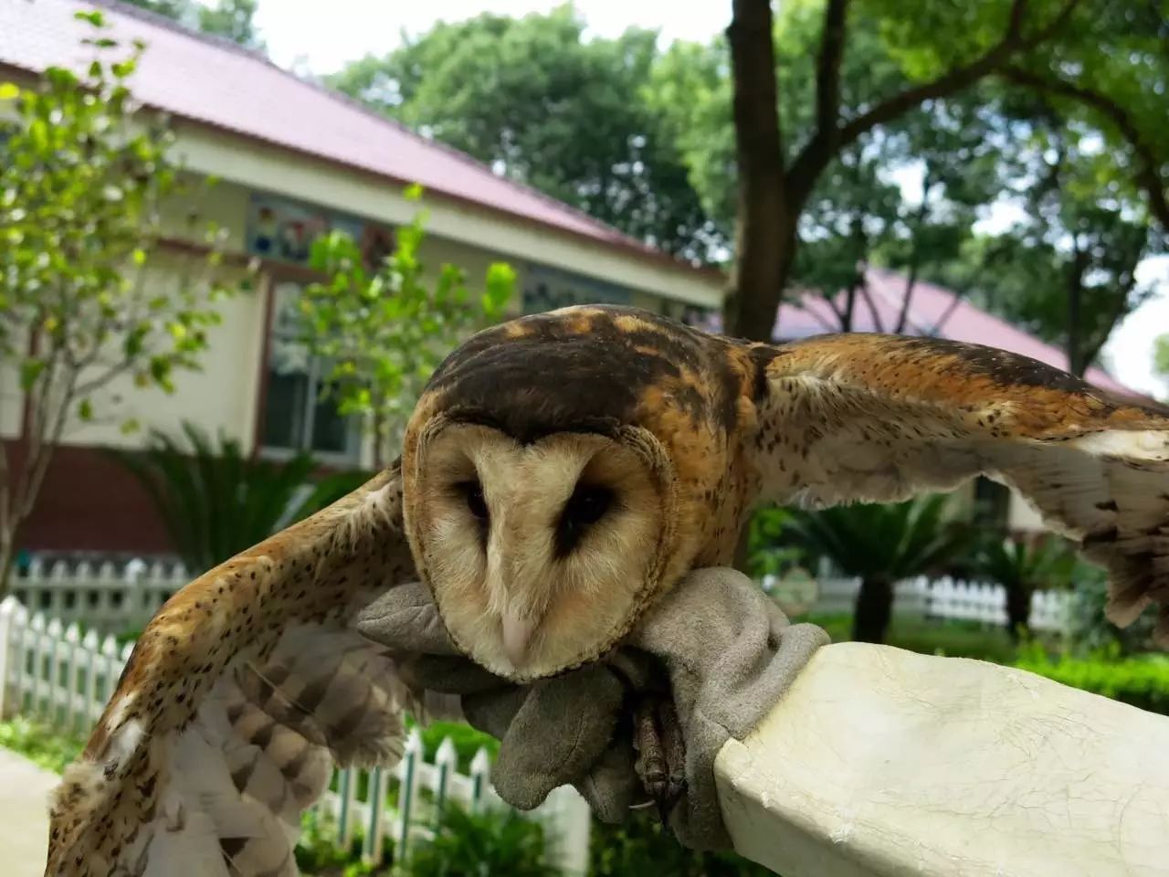 脸像猴子的鸟图片图片