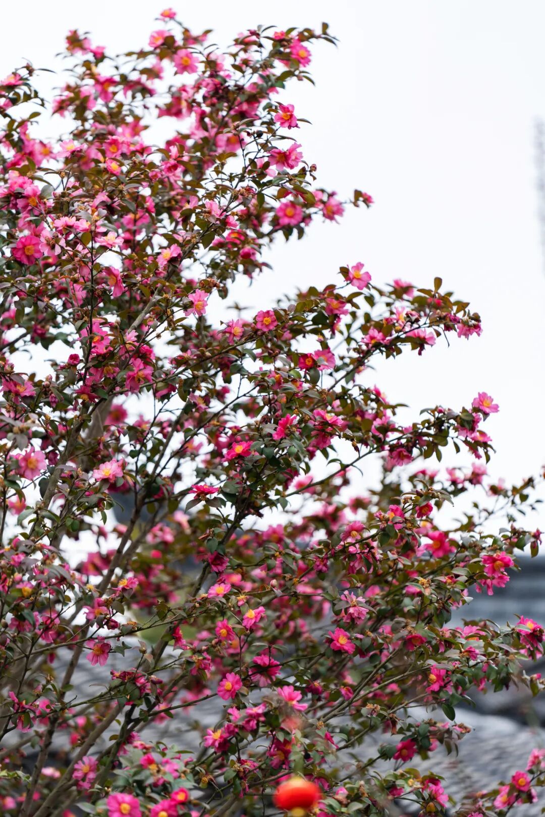 一波早春美图走进这片香雪海