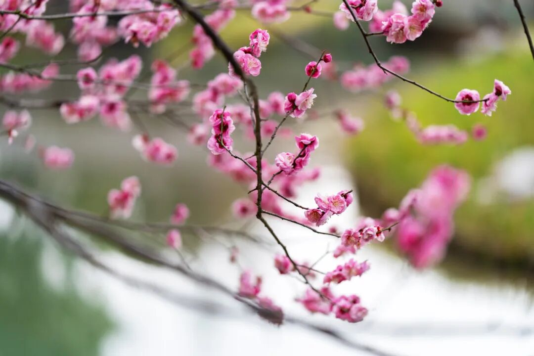 一波早春美图走进这片香雪海