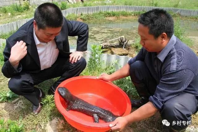 怎样去下眼袋农村养什么致富_致富经养_重生之卖菜致富养包子