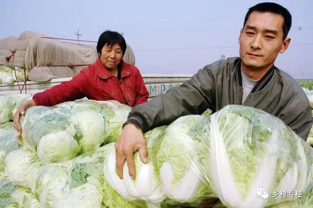 大白菜种植 掌握这个基肥施用配方 后期少追肥 白菜高产包心实 农民新时代 为新搜