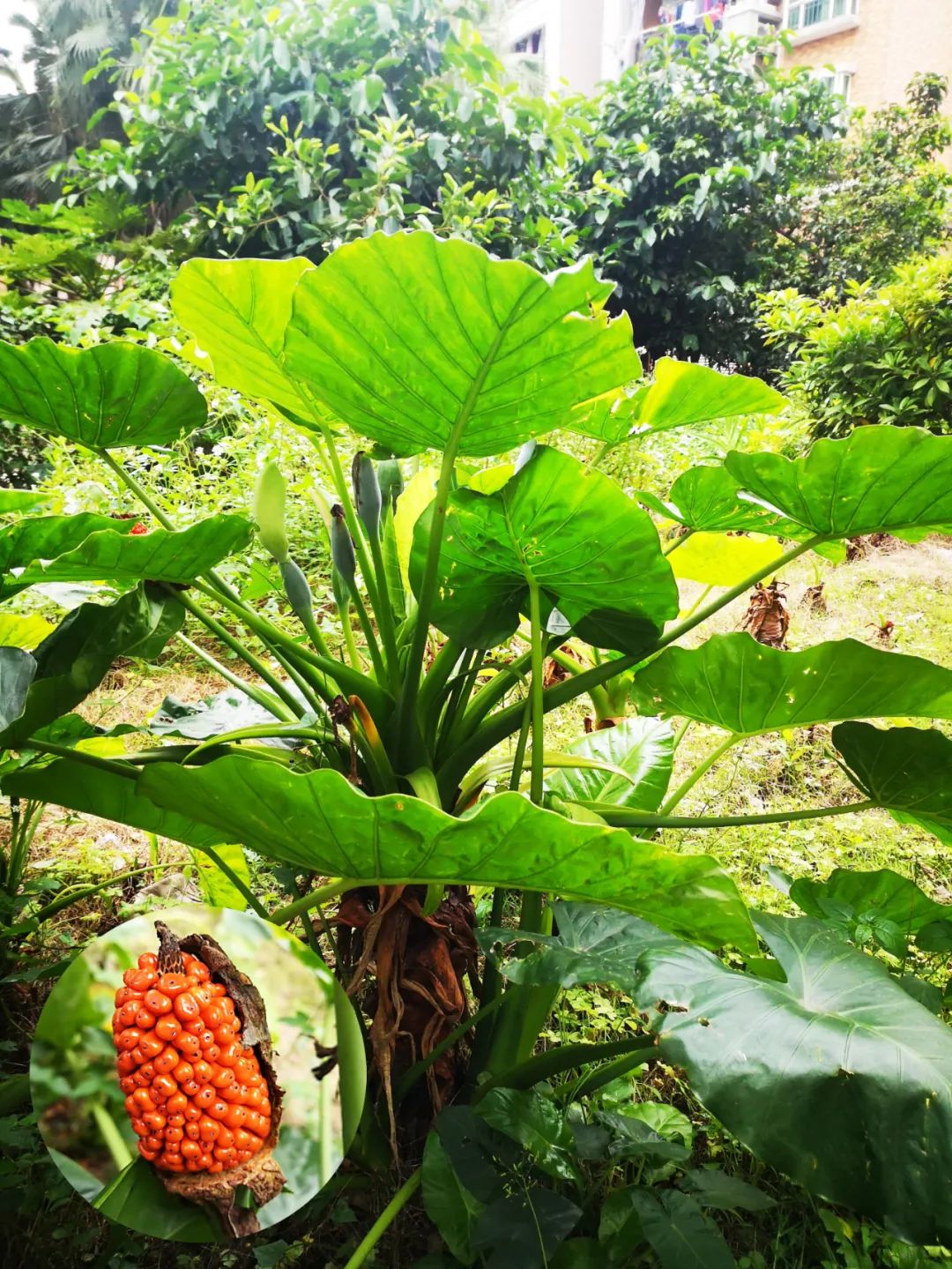 这种高仿芋头别摘别吃还有这些要辨清
