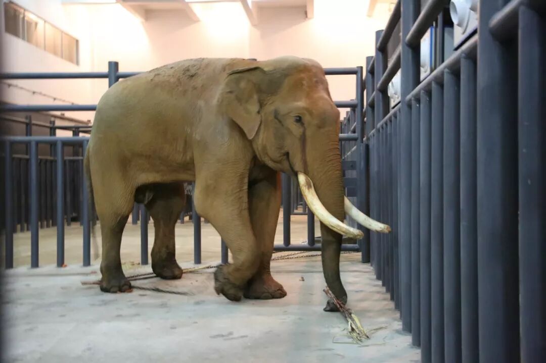 好消息丨开园当天免门票!"五一"去曲水动物园看大象吧