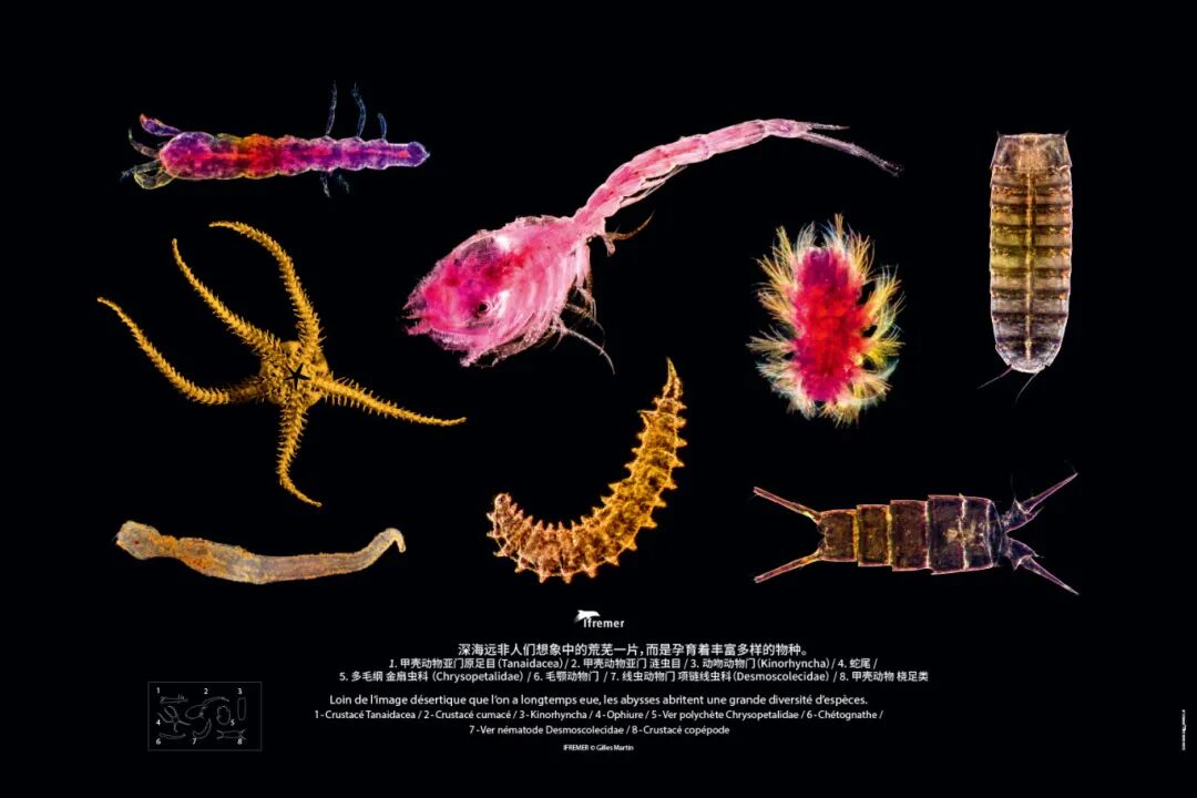 深海生灵中文展板-最终版11092025-10.jpg