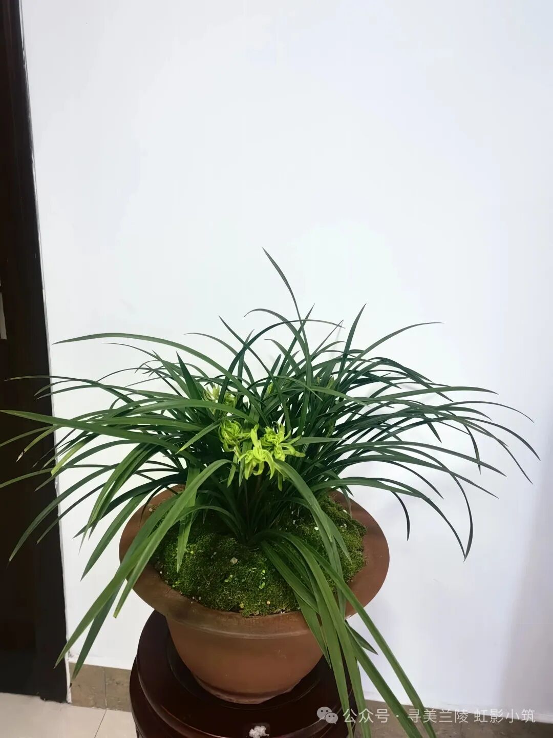 [图文]兰茶雅会记——雨润兰香迎马年，茶聚雅韵贺新春 第 6 张