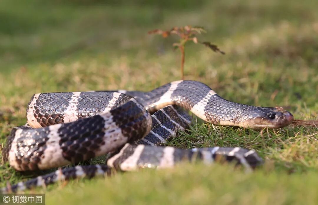 夏季小心ta 有人被咬导致脑死亡 济南已有四例咬伤事件 大众日报读者之家 微信公众号文章阅读 Wemp