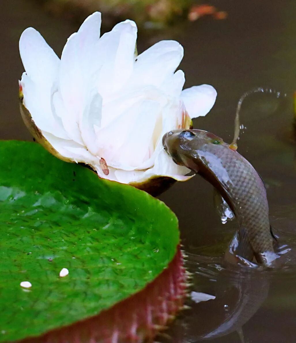 游客在珠江公园拍摄到鱼跃莲花的场景。通讯员供图