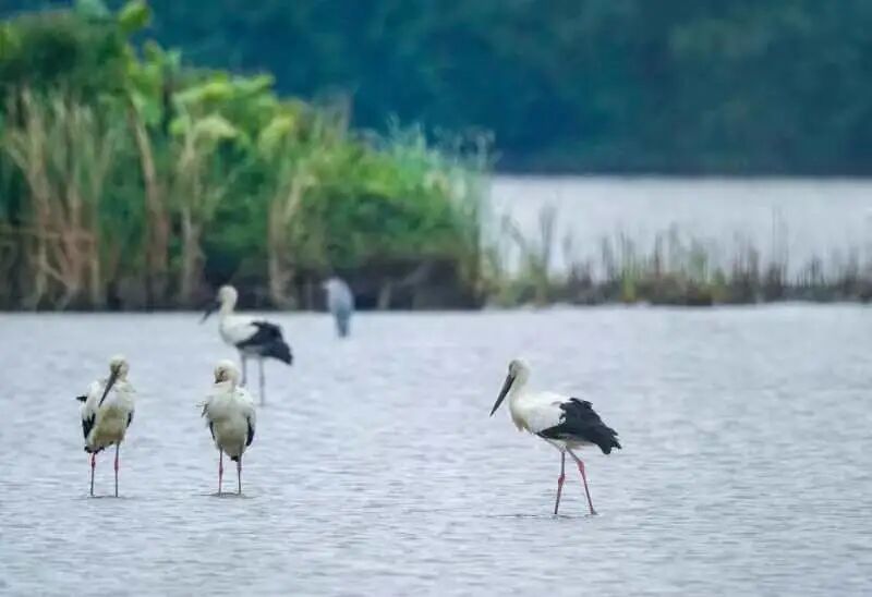 *次提出！广州南沙获新定位
